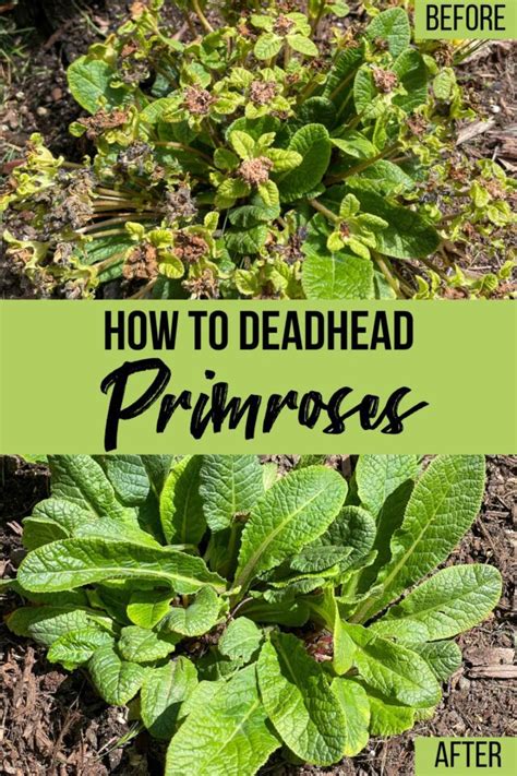 How to Deadhead Primroses .